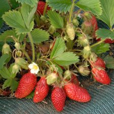 Fraise Gariguette (250g)