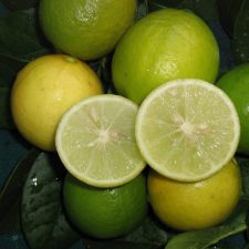 Citron lime