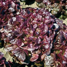 Feuille de chêne rouge