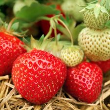 Fraise ronde (500g)