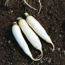 Navet long