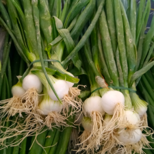 Oignon blanc botte