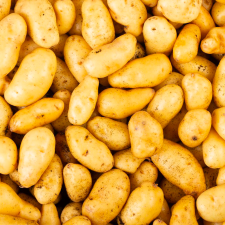 Pomme de terre Agata