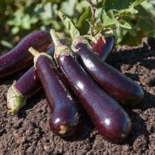 Aubergine 300/500