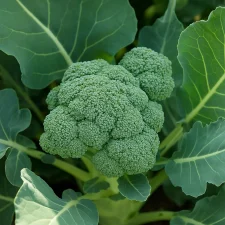 Brocoli