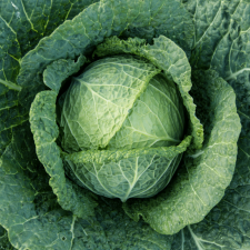 Chou blanc