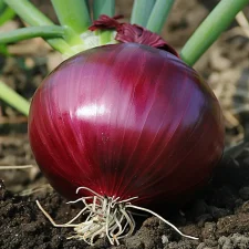 Oignon rouge