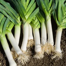 Poireaux