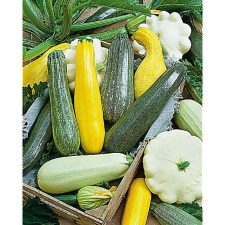 Courgettes