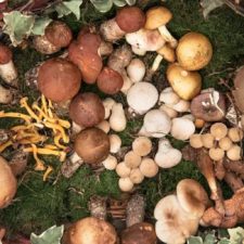 Champignons